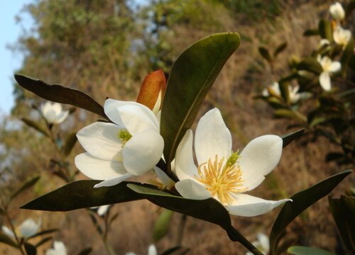 含笑花什么時候開花