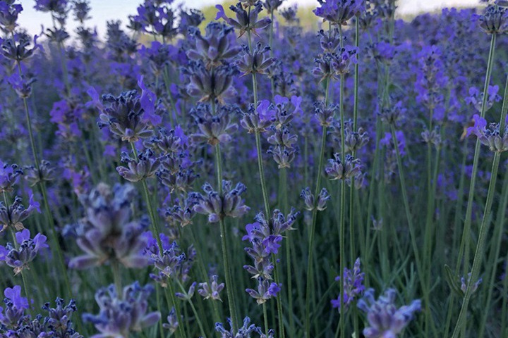 薰衣草什么時(shí)候開花(薰衣草的花期)