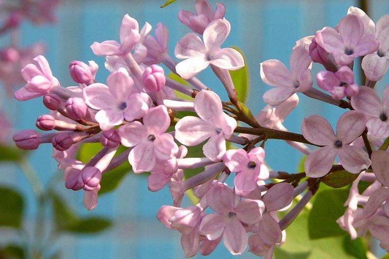 丁香花什么顏色(丁香花顏色有哪些)