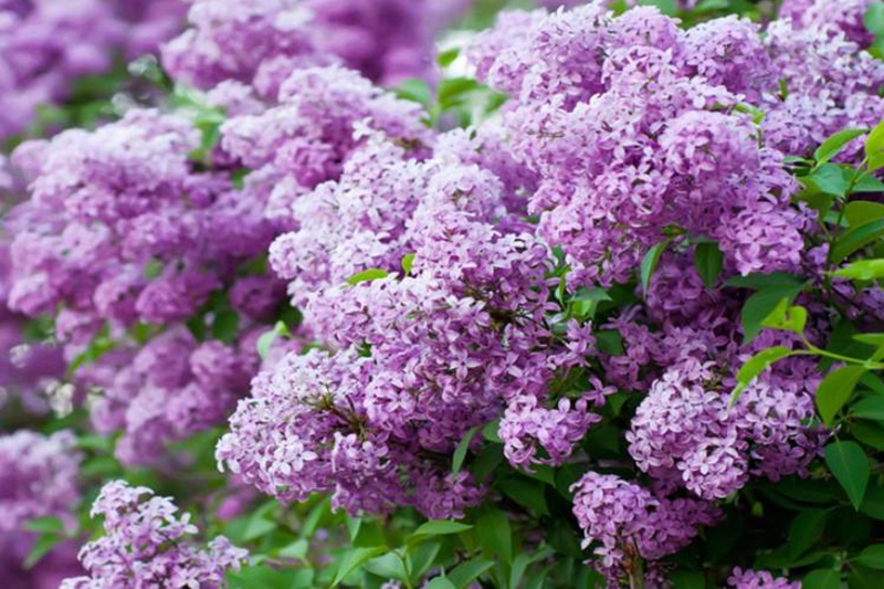 丁香花什么顏色(丁香花顏色有哪些)