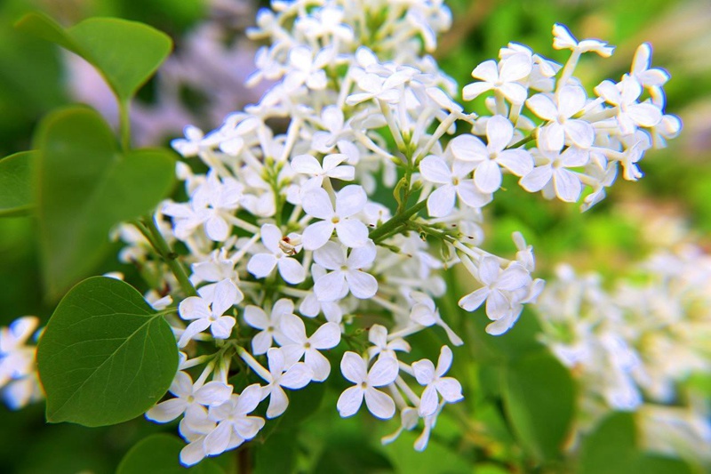 丁香花什么顏色(丁香花顏色有哪些)