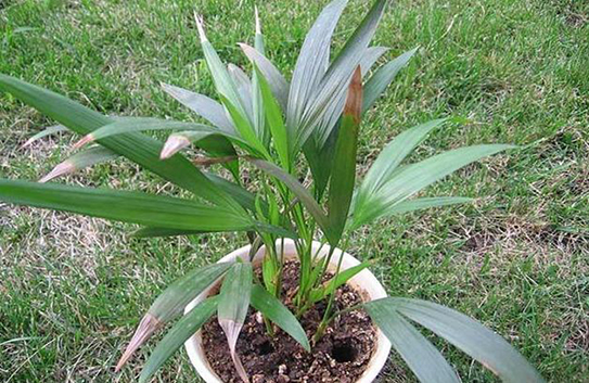 除甲醛植物十大排行榜