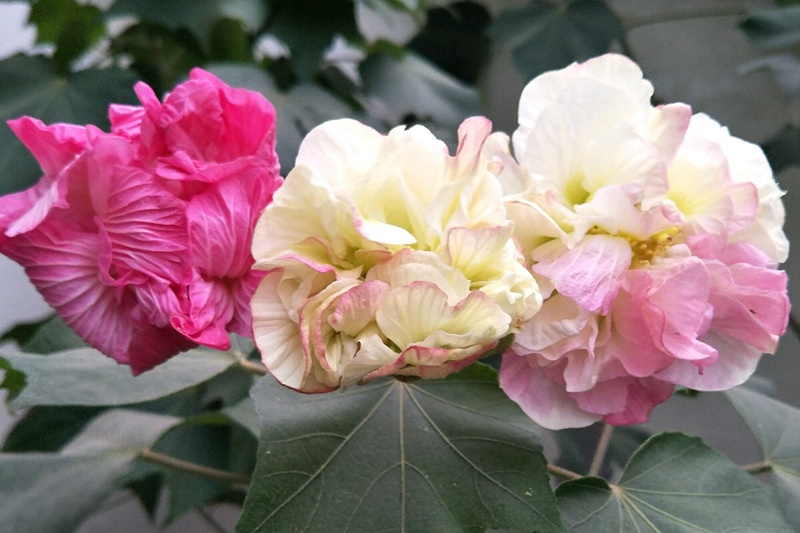 芙蓉花什么時候開(芙蓉花的花期)