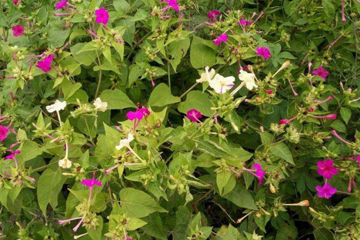 夜來香什么時(shí)候開花(夜來香的花期)