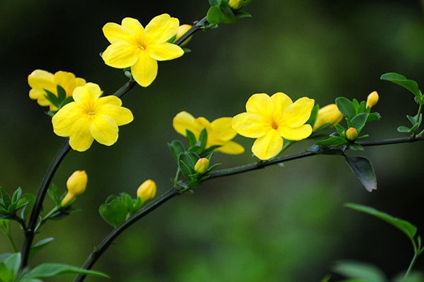 報春花與迎春花有哪些區(qū)別