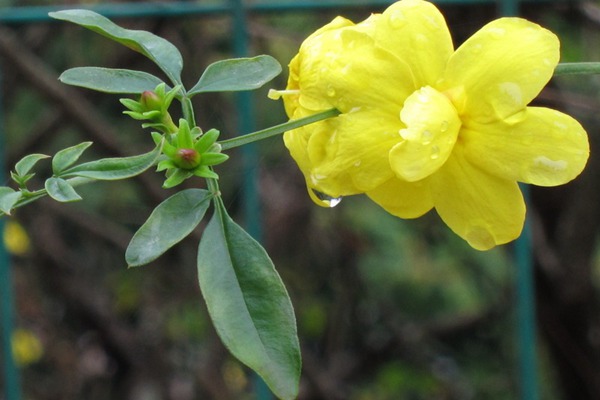 報春花與迎春花有哪些區(qū)別