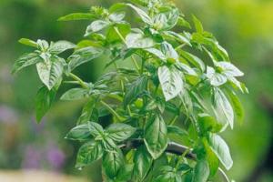 羅勒種子種植的詳細步驟