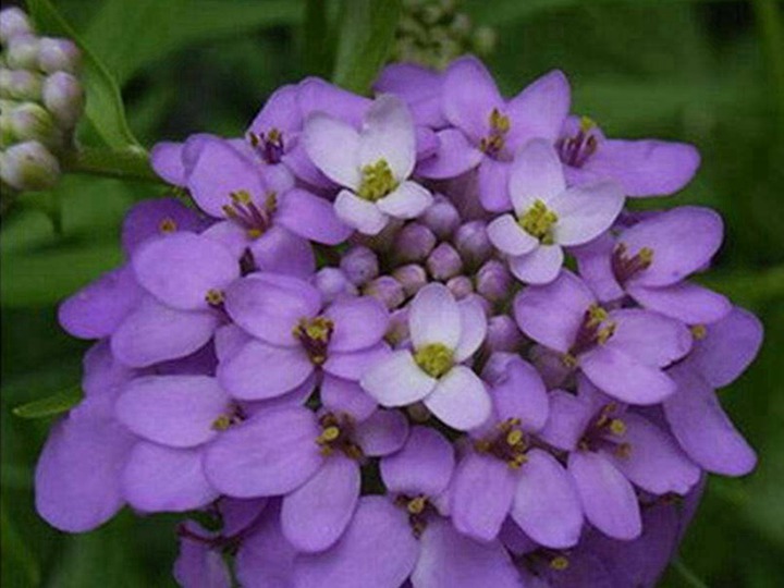 蜂室花種子什么時(shí)候播種最好