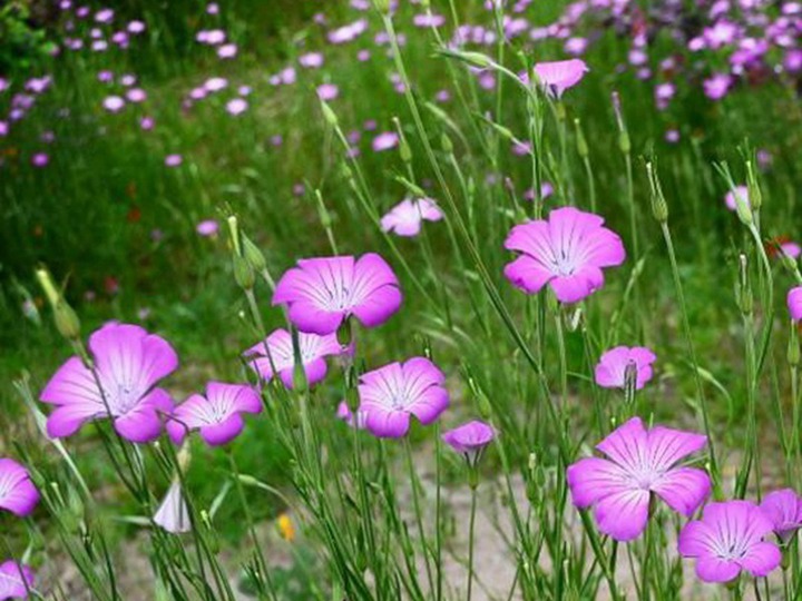 麥仙翁種子的種植方法，以及什么是開(kāi)花