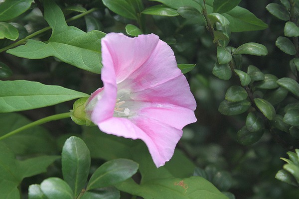 打碗花與牽?；ǖ膮^(qū)別有哪些