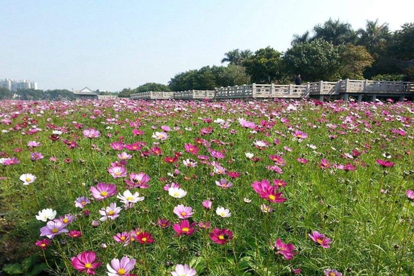 秋英花與格?；ǖ膮^(qū)別有哪些？