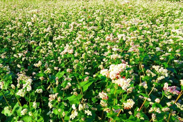 蕎麥種子哪里有賣(mài)的？