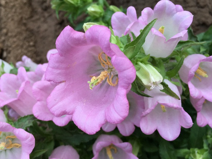 風(fēng)鈴花種子什么時(shí)候播種最好