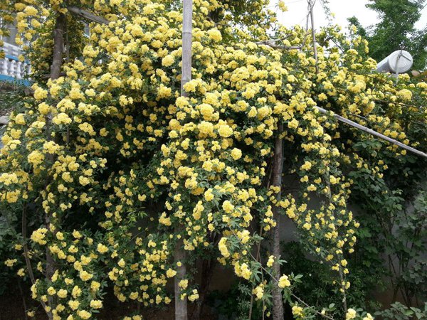 木香花冬天會落葉嗎？