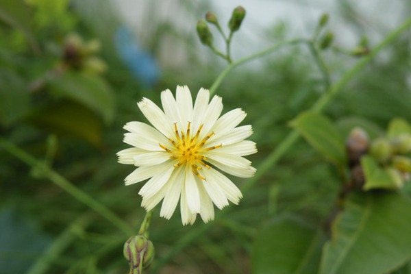 苦荬菜和苣荬菜如何區(qū)分