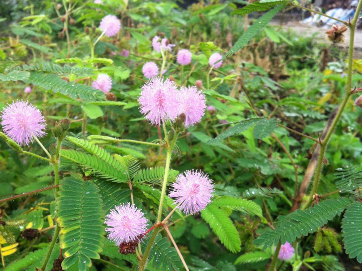 含羞草的六種花語