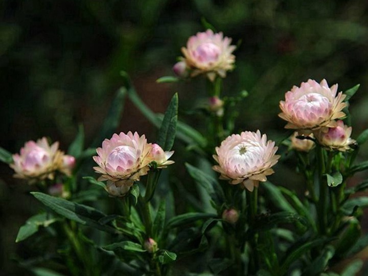 麥桿菊種子的種植方法，是一年生還是多年生