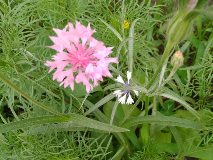 矢車菊什么時(shí)候播種，從播種到開(kāi)花要多久