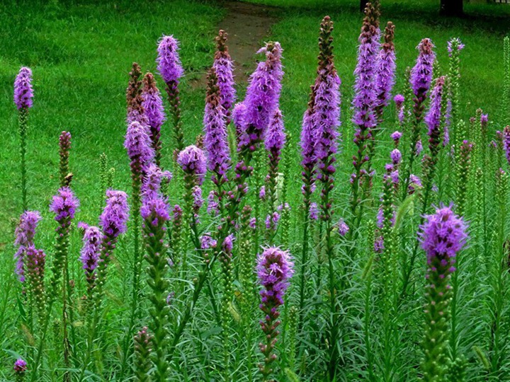 蛇鞭菊一年開(kāi)幾次花