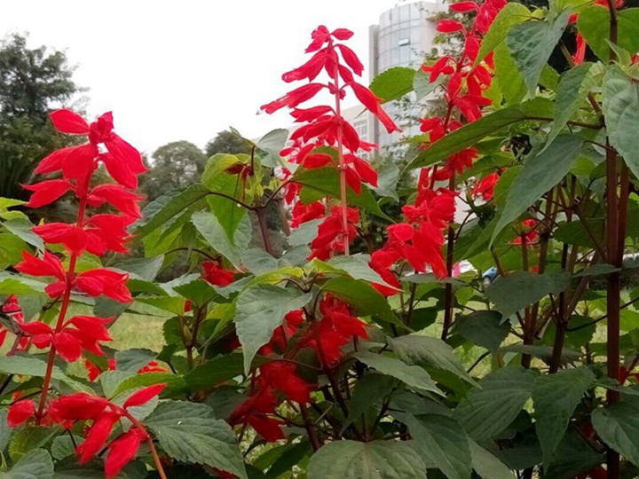 一串紅什么季節(jié)開花(一串紅的花期)