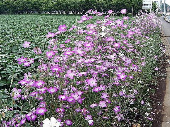 麥仙翁種子的種植方法，什么時(shí)候發(fā)芽