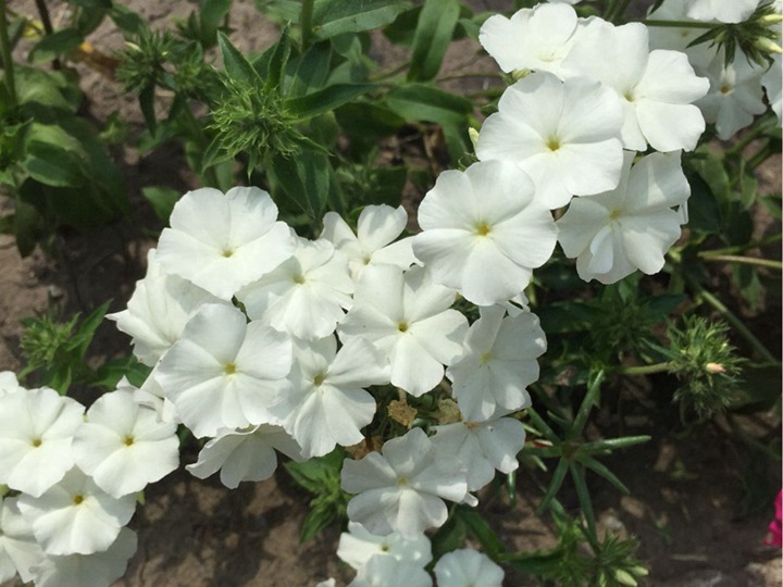 叢生福祿考種子怎么種,什么時候開花