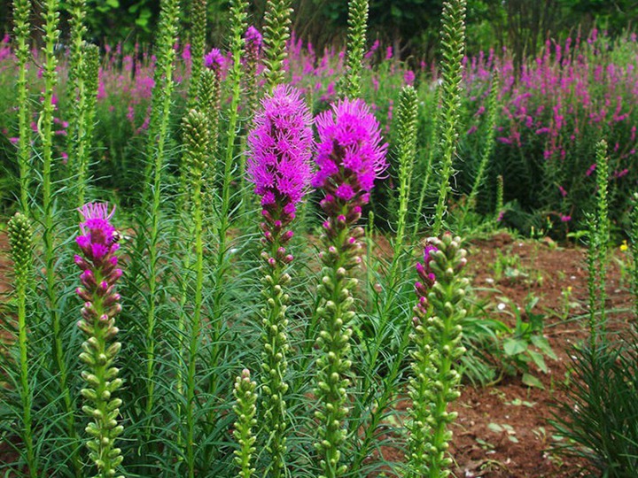 蛇鞭菊一年開(kāi)幾次花