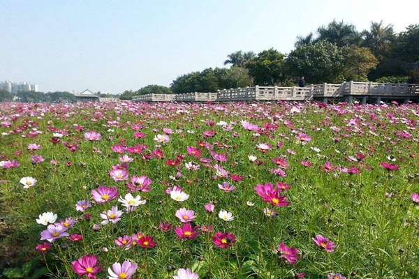 秋英花與格桑花的區(qū)別有哪些？