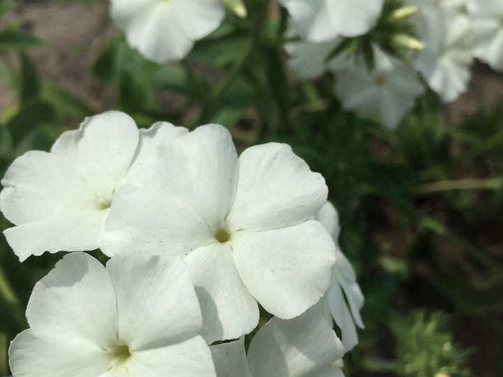 福祿考的花語(yǔ)和象征寓意