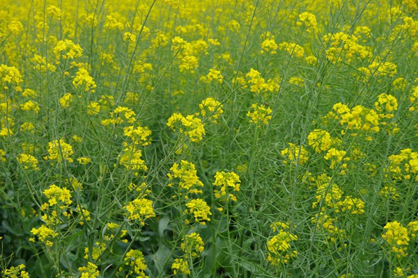 油菜花種子多少錢一斤