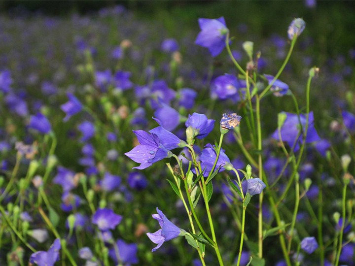 桔梗的花語和寓意