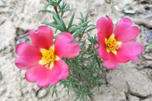 太陽(yáng)花和向日葵的區(qū)別有哪些