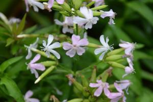 肥皂草的花語，花期是什么時(shí)候