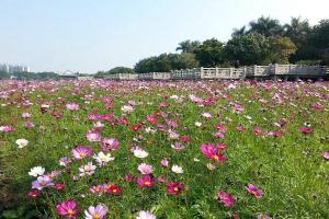 秋英花與格桑花的區(qū)別有哪些？