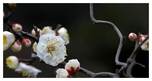 梅花十大稀有品種之首