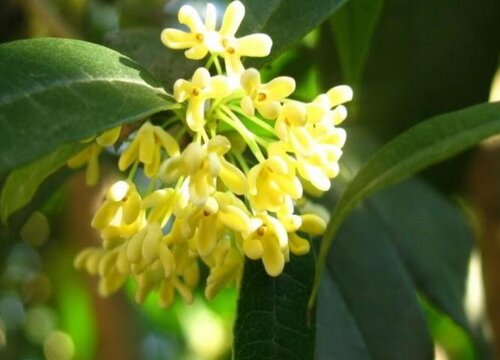 名貴桂花品種排名 什么桂花樹(shù)最名貴最香