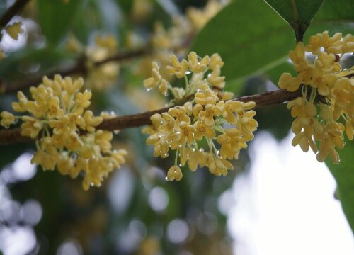 名貴桂花品種排名 什么桂花樹(shù)最名貴最香