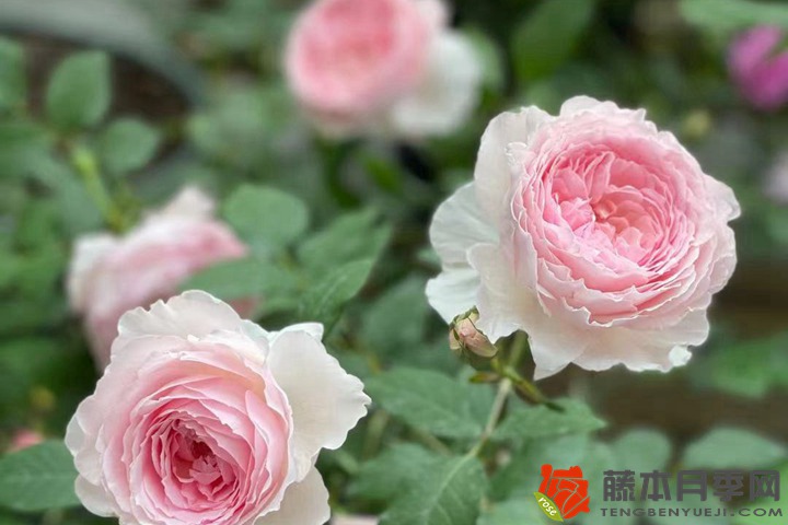 冬季種植月季花小苗需要注意些什么？