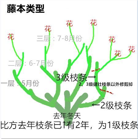 手把手教你打造月季花墻和花柱(3/4)