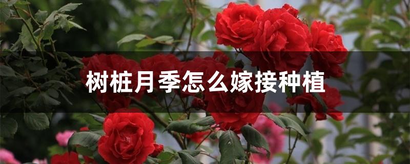 樹狀月季的嫁接方法