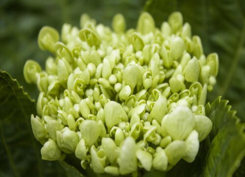 繡球花又叫什么花(繡球花的別名)