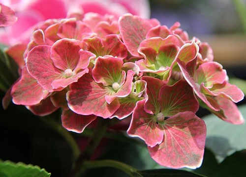 繡球花又叫什么花(繡球花的別名)