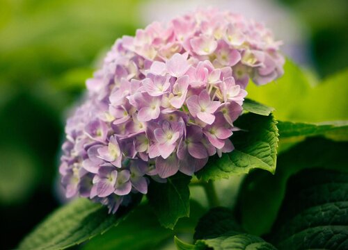 繡球花苗適合的種植時間