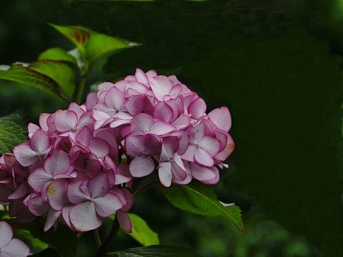 繡球花一年能開(kāi)幾次花