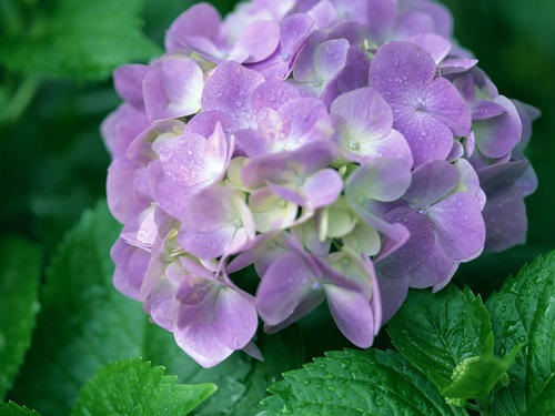 繡球花一年能開(kāi)幾次花