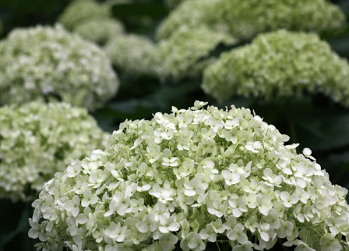 繡球花冬天會(huì)開(kāi)花嗎