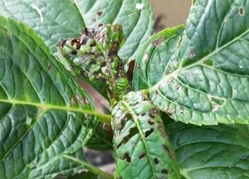 繡球花葉斑病癥狀及防治方法