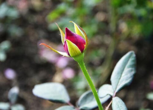 月季花想要開花多該怎么養(yǎng)護