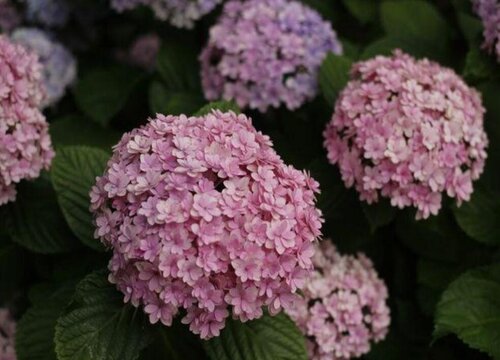 花手鞠繡球是新老枝開花嗎？