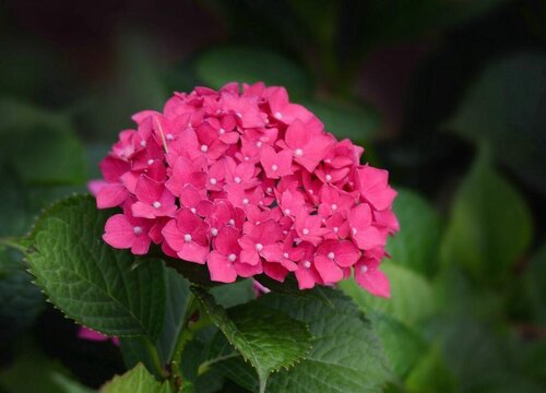 木本繡球花耐寒嗎